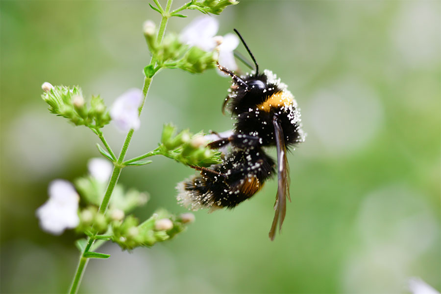 hummel-bumblebee-austria
