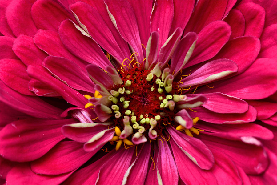 zinien-zinnia-österreich-2015-red-flower