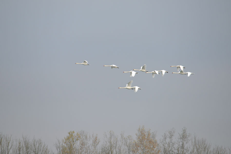 swan_flight_formation_birds_donau_wallsee_austria_autum_2015